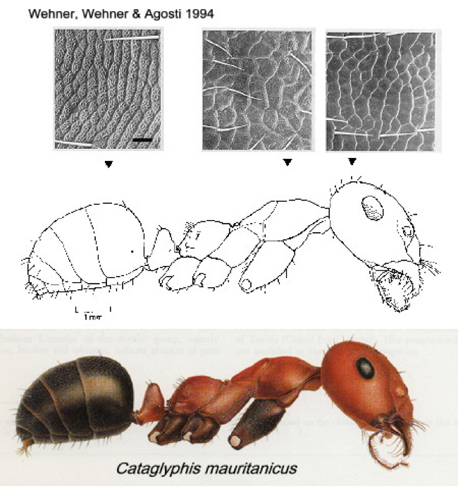 {Cataglyphis mauritanicus}