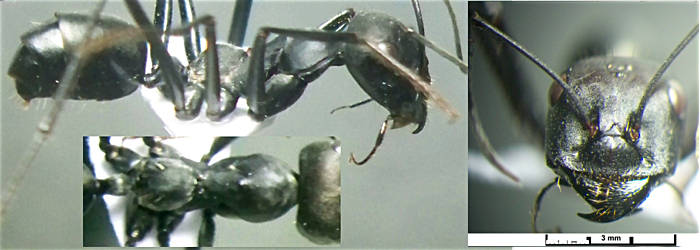 Cataglyphis niger major