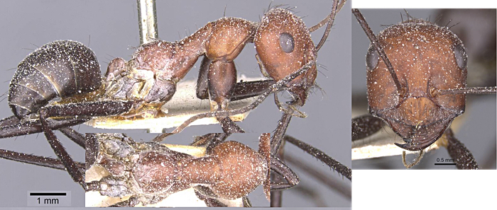 Cataglyphis nigripes