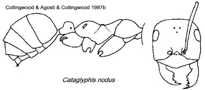 {Cataglyphis nodus}