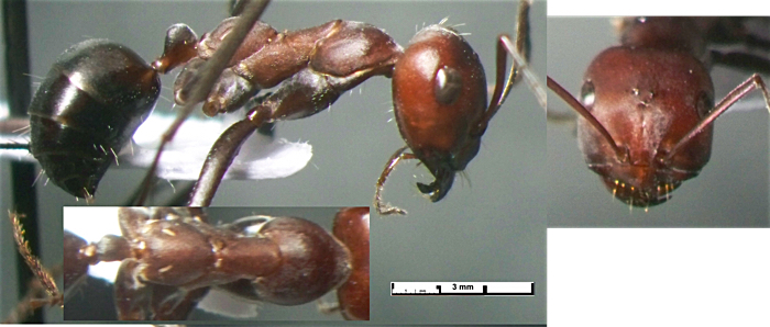 Cataglyphis nodus major