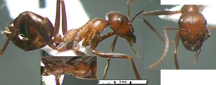 Cataglyohis Mahmoodi 11 32