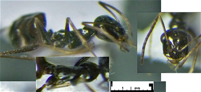 Cataglyphis Nafisi 04