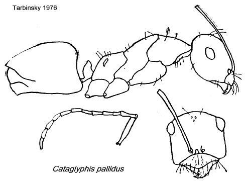 {Cataglyphis pallidus}