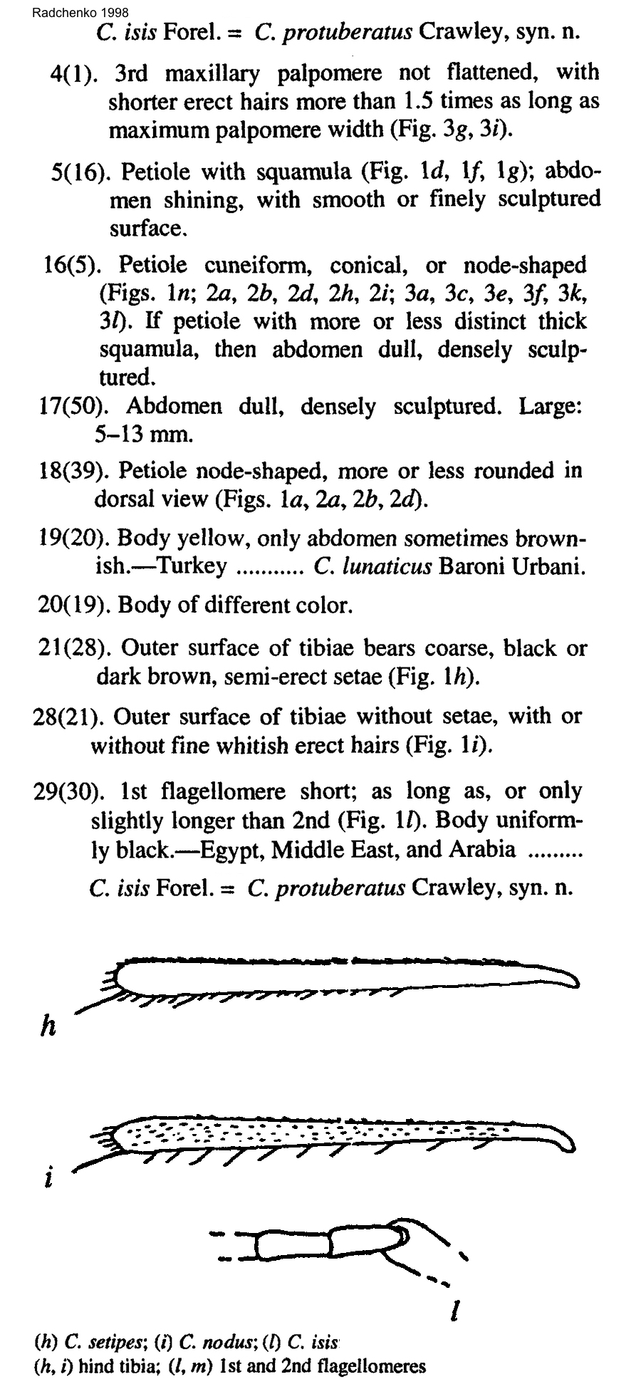 Cataglyphis protuberatus as isis