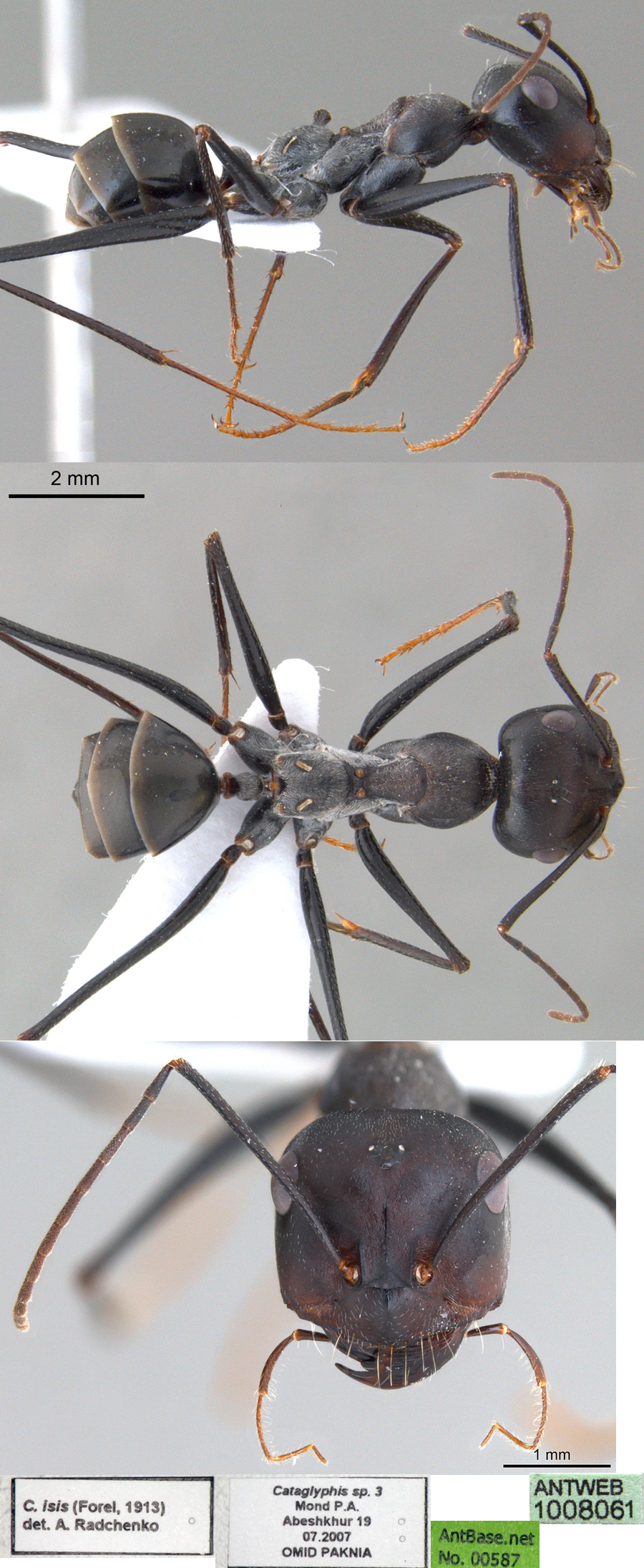 {Cataglyphis protuberatus}