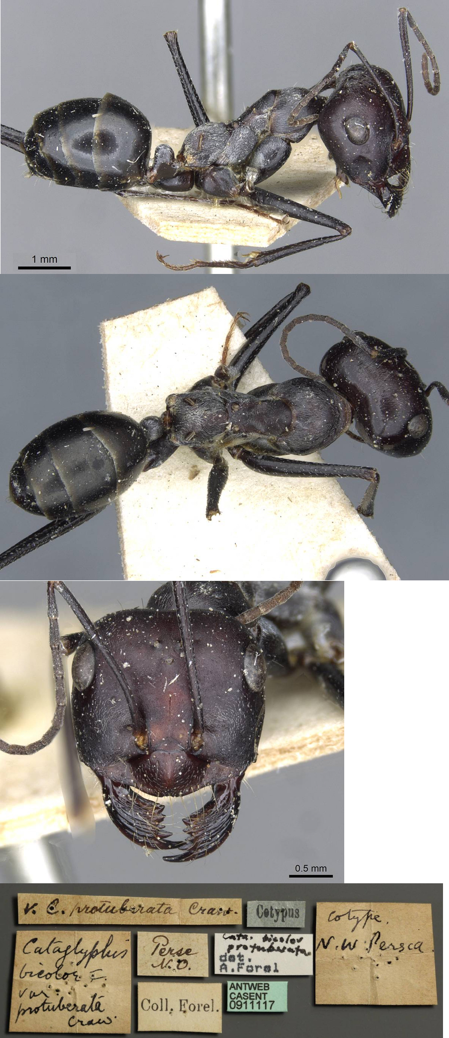 {Cataglyphis protuberatus}