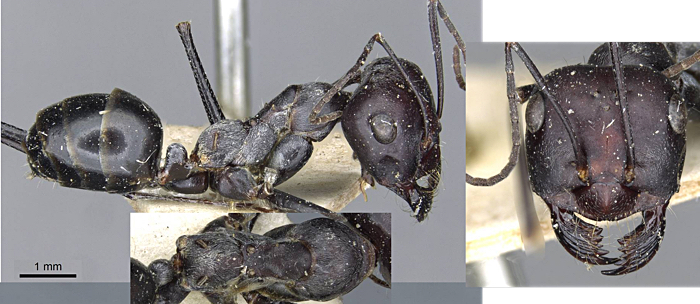 Cataglyphis protuberatus