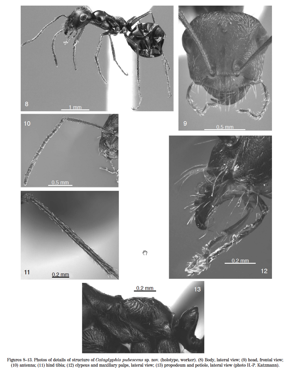 Cataglyphis pubescens