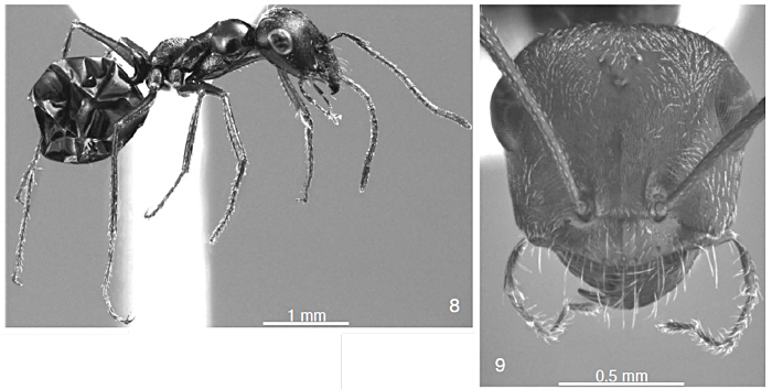 Cataglyphis pubescens