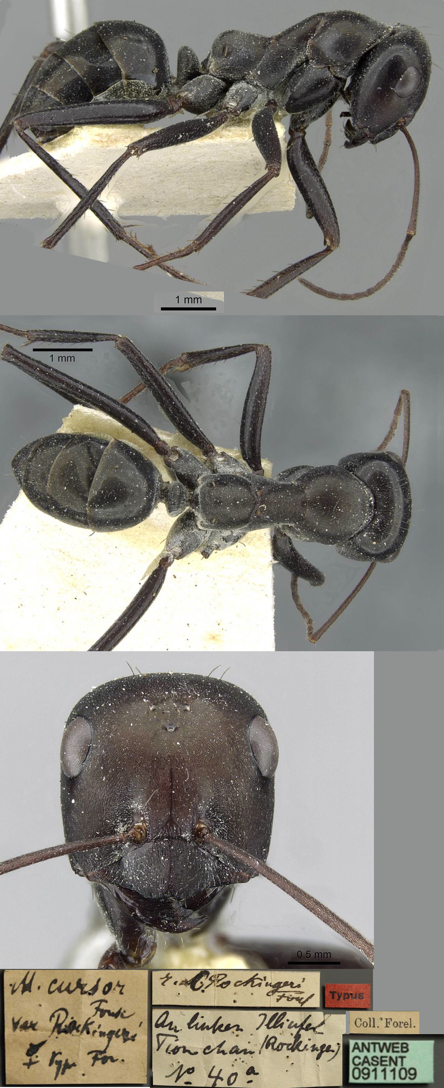 {Cataglyphis rockingeri}