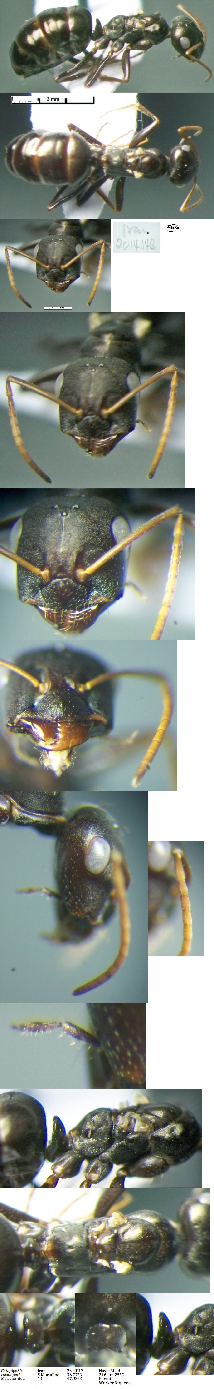{Cataglyphis rockingeri queen}