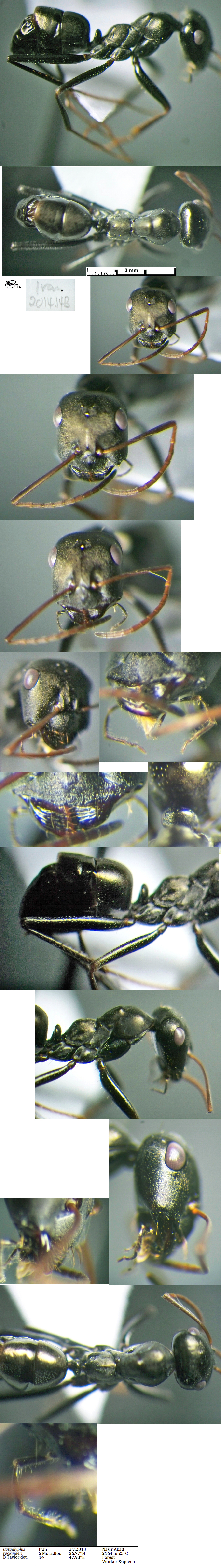 {Cataglyphis rockingeri worker}