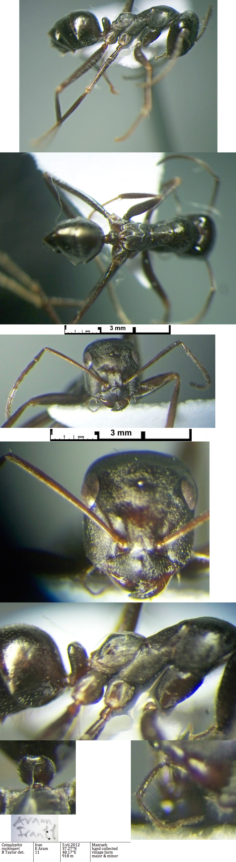 {Cataglyphis rockingeri major worker}