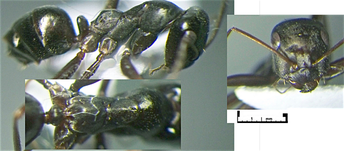 Cataglyphis rockingeri major