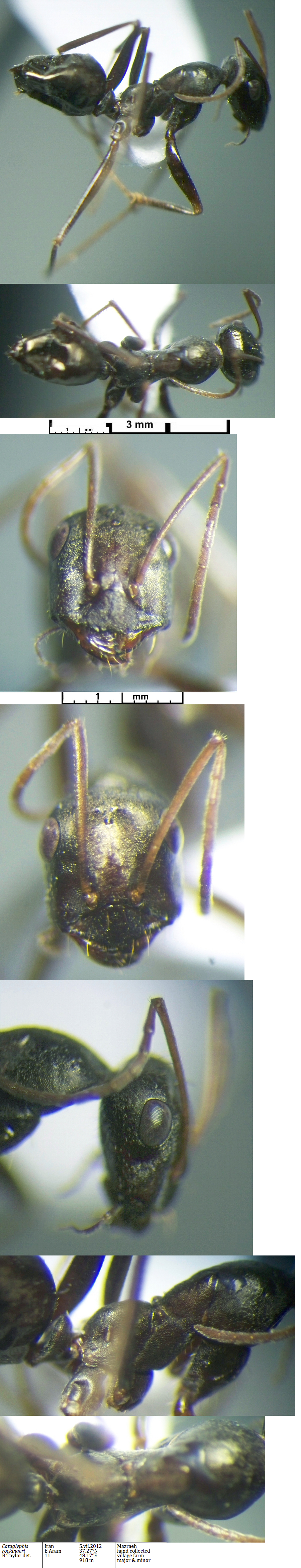 {Cataglyphis rockingeri minor worker}