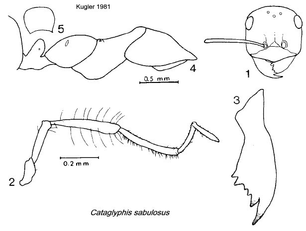 {Cataglyphis sabulosus}