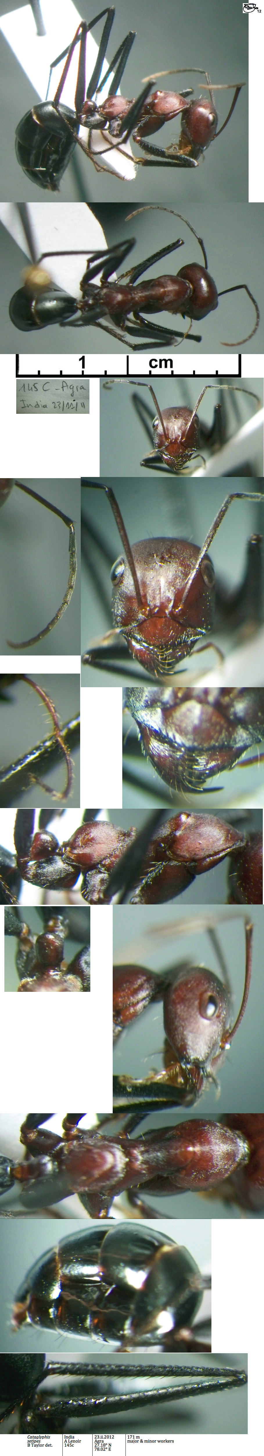 {Cataglyphis setipes major}