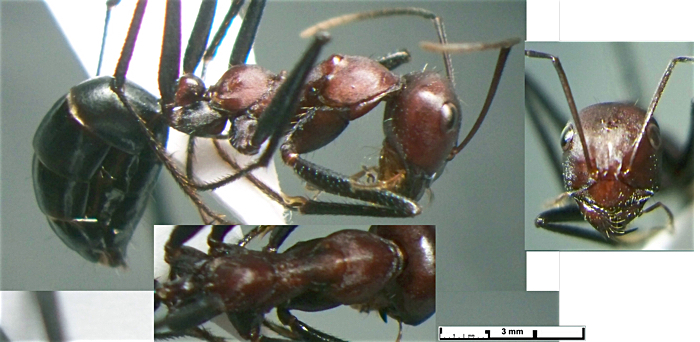 Cataglyphis setipes major