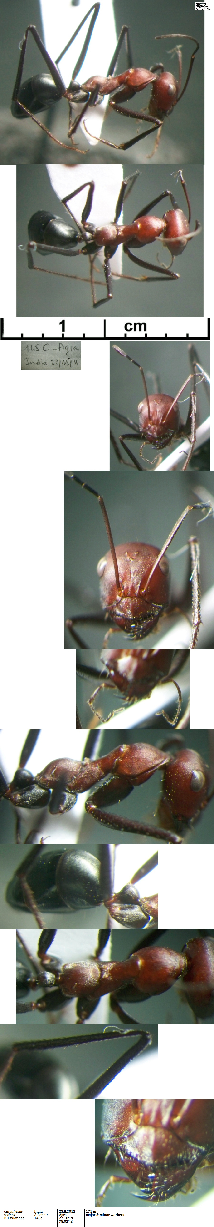 {Cataglyphis setipes minor}