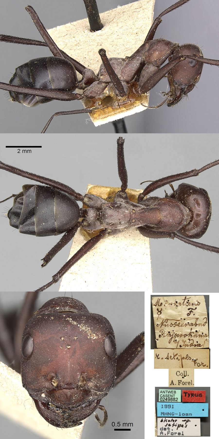 {Cataglyphis setipes}