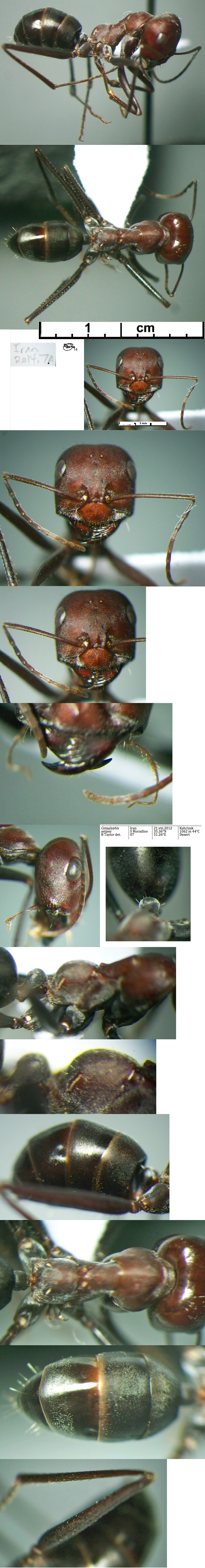 {Cataglyphis setipes minor}