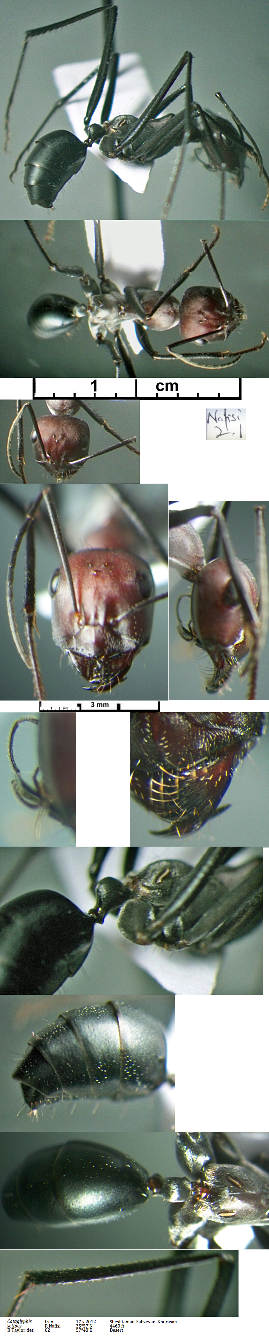{Cataglyphis setipes minor}