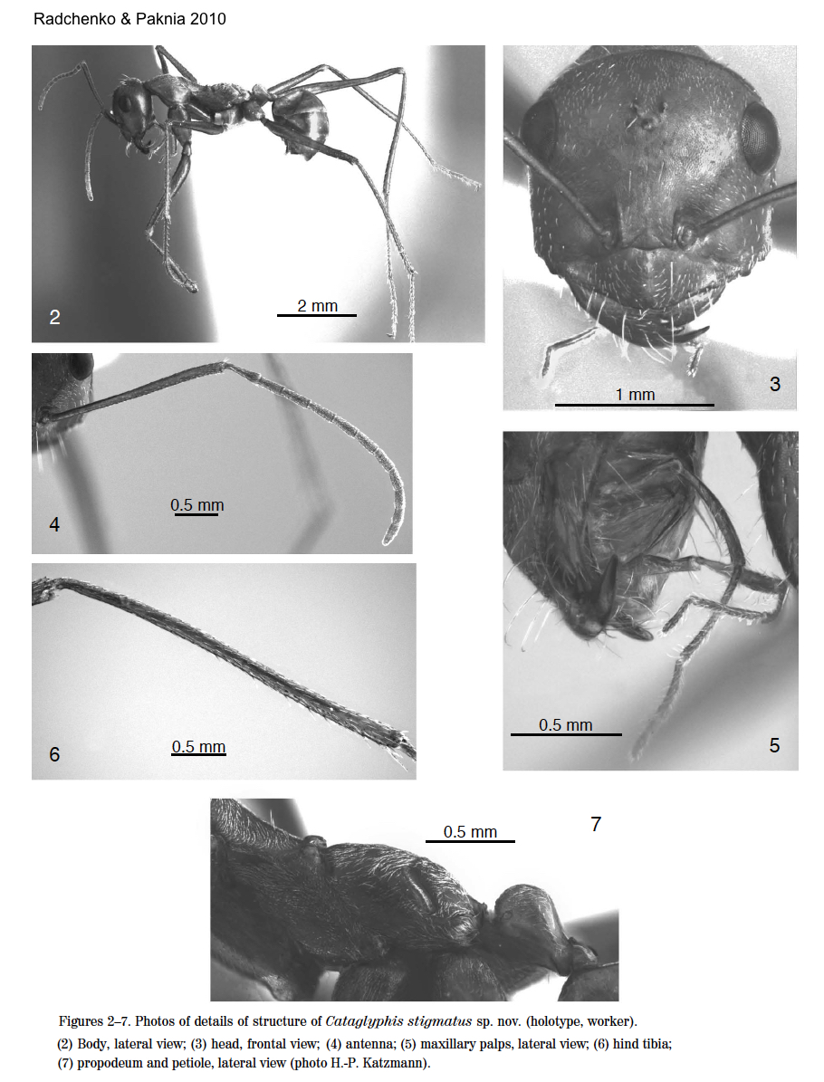 Cataglyphis stigmatus
