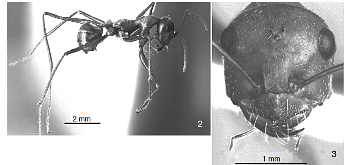 Cataglyphis stigmatus