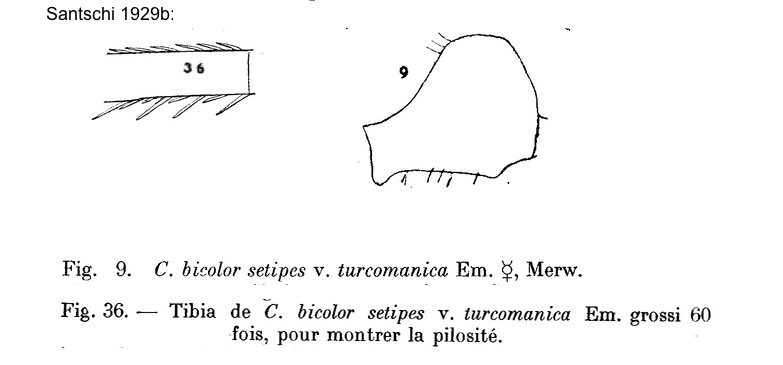 Cataglyphis turcomanica