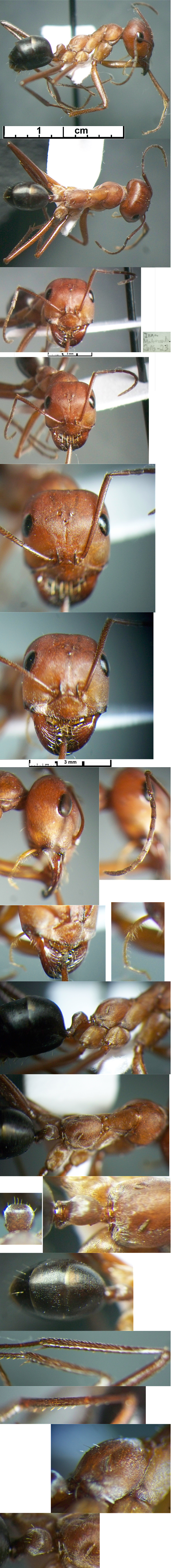 {Cataglyphis turcomanica}