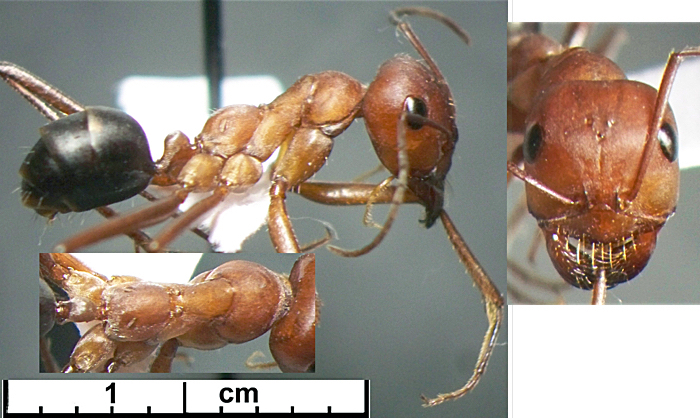 Cataglyphis turcomanica