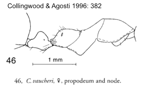 Cataglyphis vaucheri