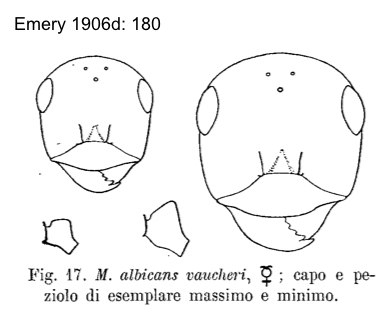 Cataglyphis vaucheri