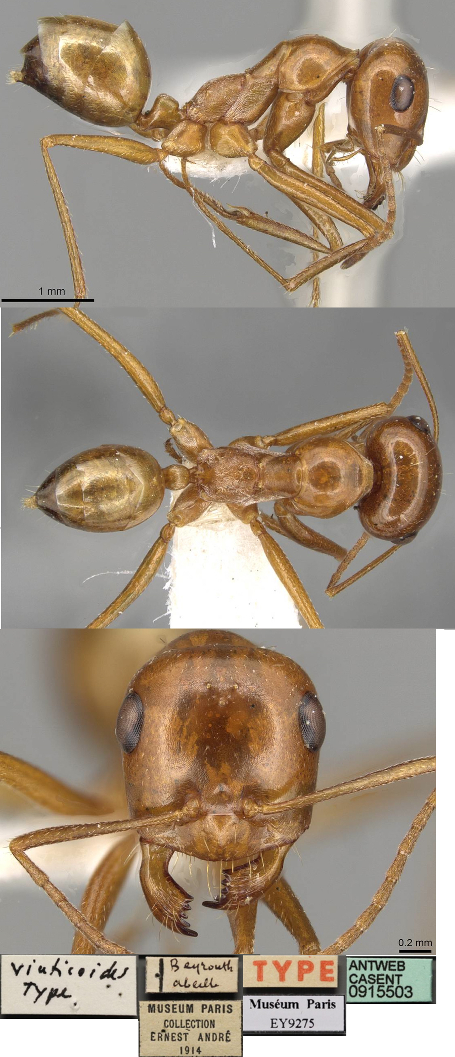 {Cataglyphis viaticoides minor}