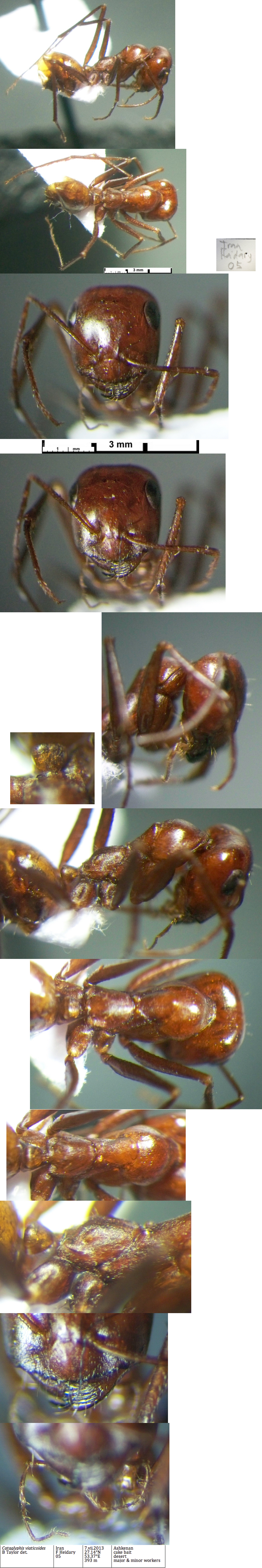 Caataglyphis viaticoides major