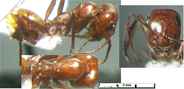 Cataglyphis viaticoides major