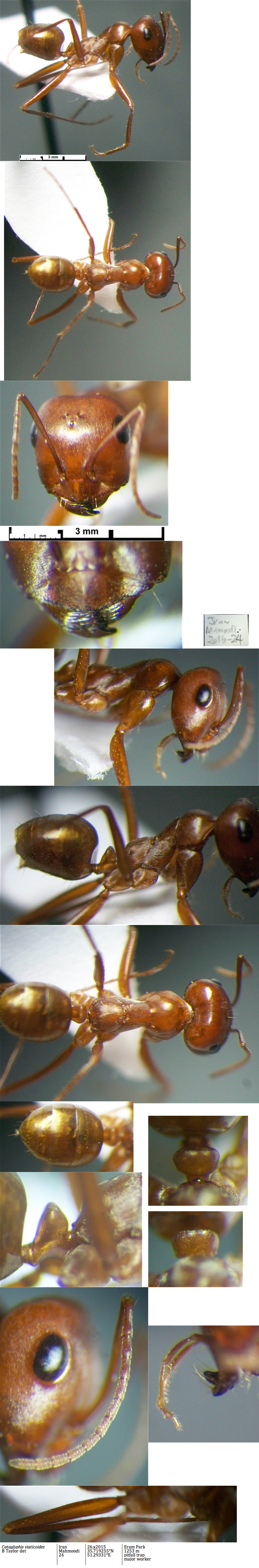 Caataglyphis viaticoides major