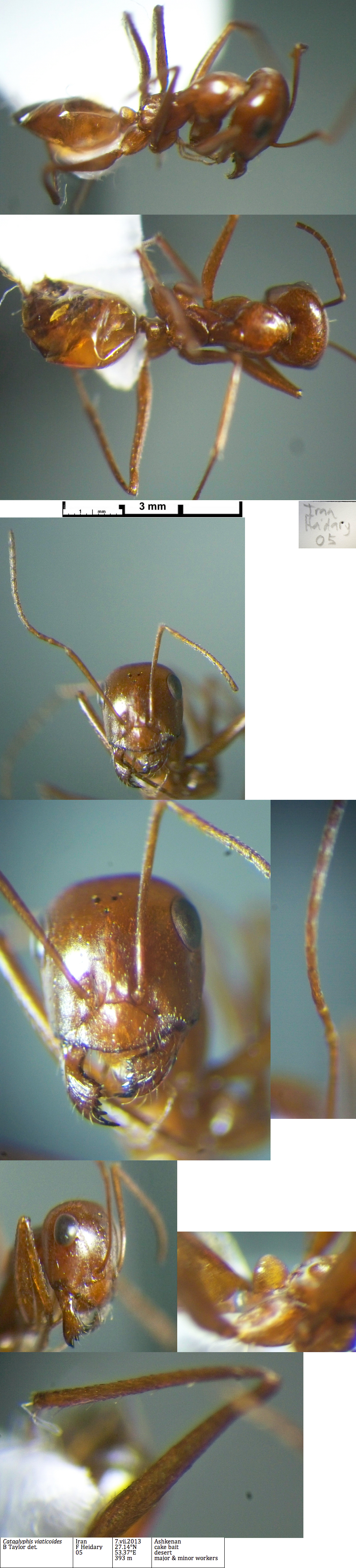 Caataglyphis viaticoides minor