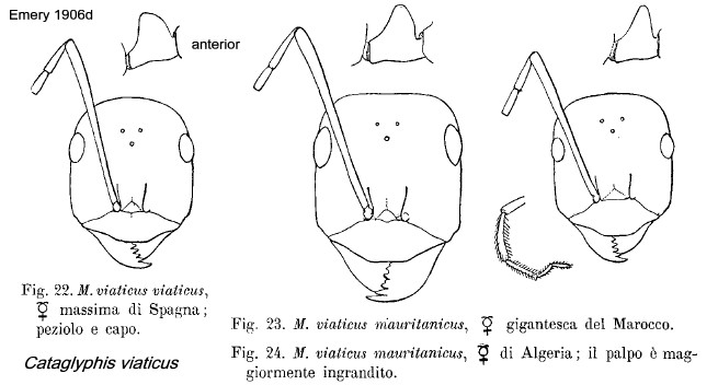 {Cataglyphis viaticus}