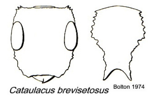 {Cataulacus brevisetosus}