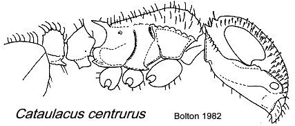 {Cataulacus centrurus}