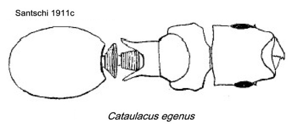 {Cataulacus egenus}