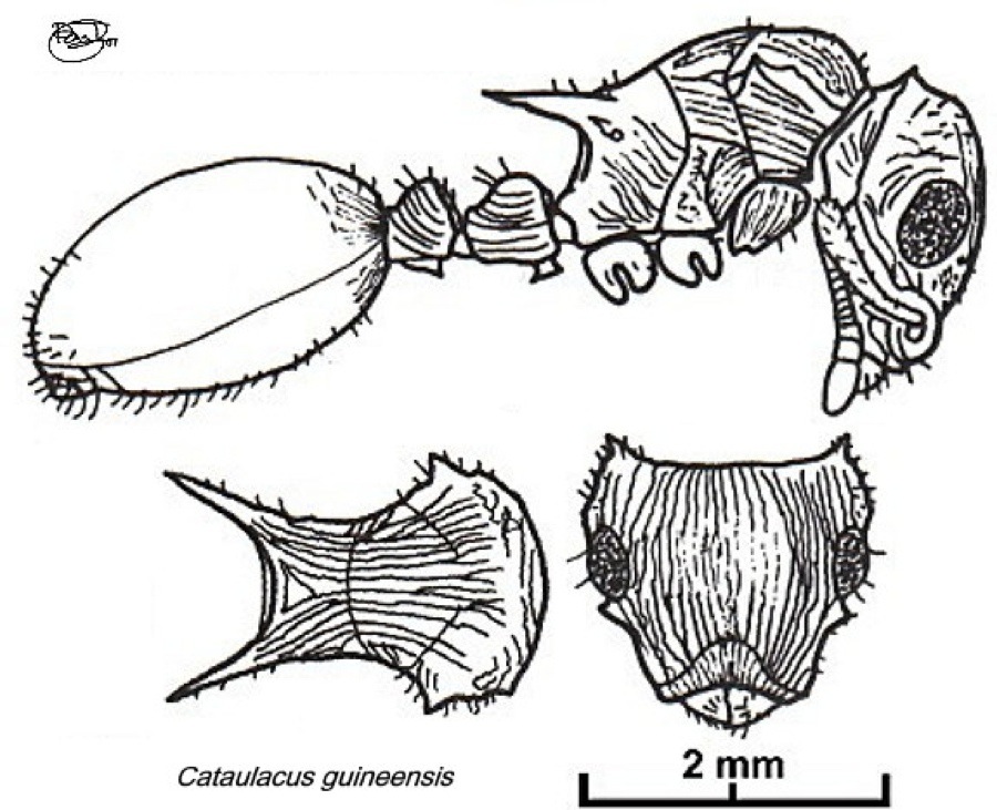 {Catulacus guineensis}