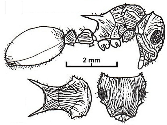 {Cataulacus guineensis}