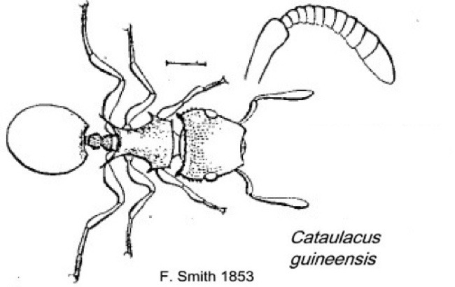 {Cataulacus guineensis}