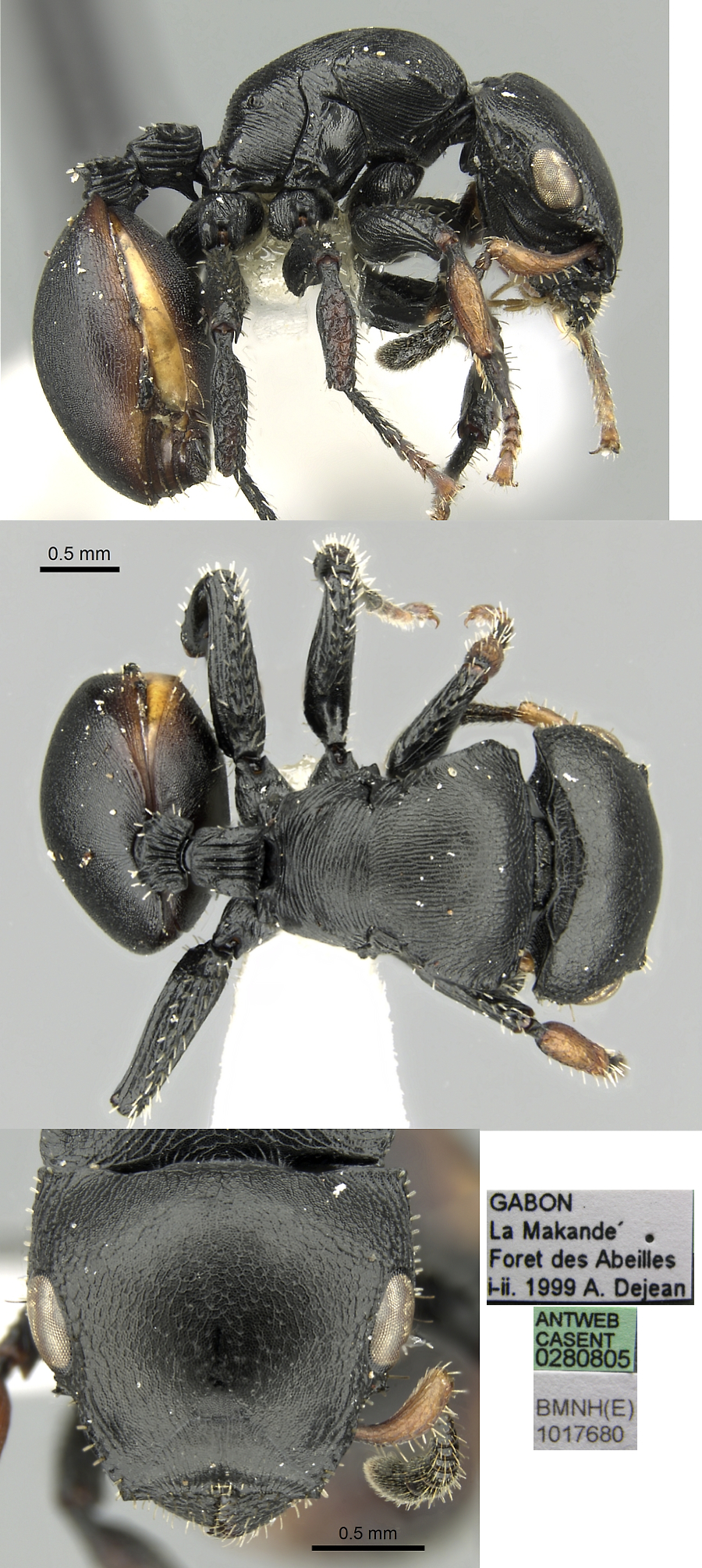 Cataulacus inermis