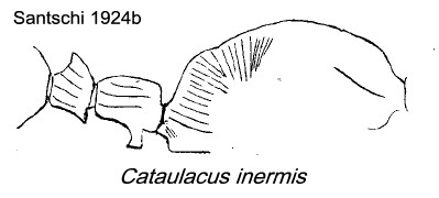 {Cataulacus inermis}