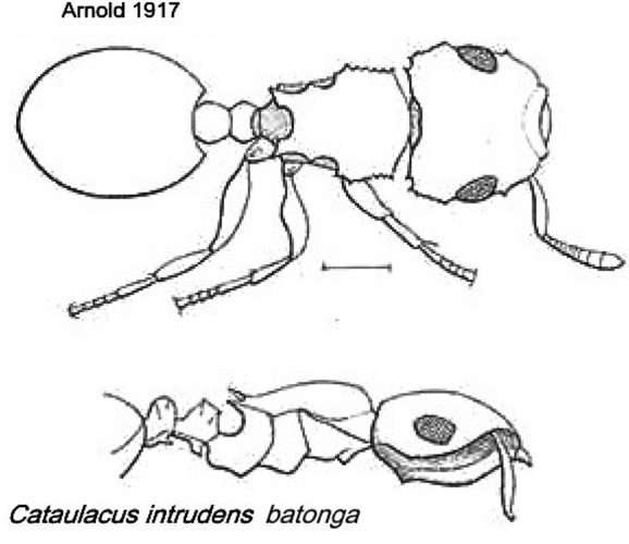 {Cataulacus intrudens batonga}