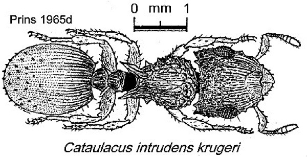 {Cataulacus intrudens krugeri}